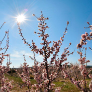 Almendros en flor en el bajo Aragón turolense
